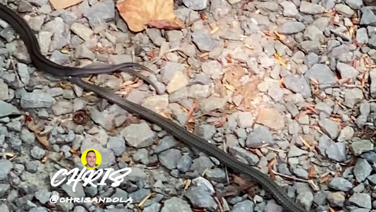 ARE THESE SNAKES MATING?