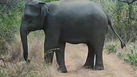 Elephant attack video