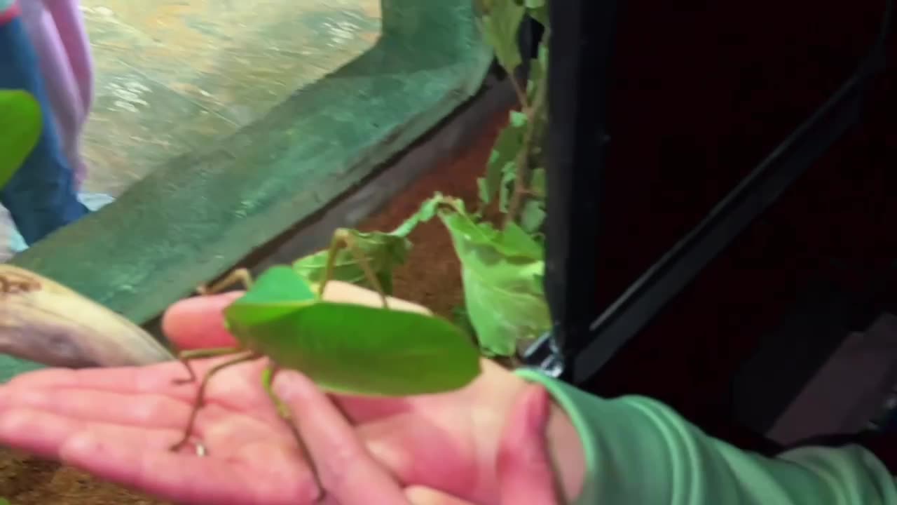 The giant New Guinea grasshopper