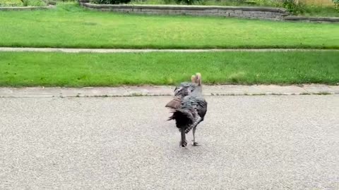 🦃😂 Wild Turkey Battle: You Won't Believe What Happens When You Get Home! | FunFM