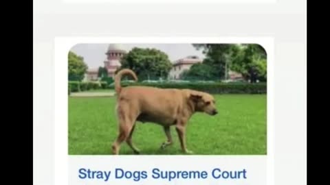 Put All Men in Jail?’ Ramya’s SHOCKING Remark on Supreme Court’s Stray Dog Observation