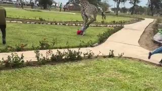 IsIamophobic giraffe.