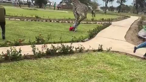 IsIamophobic giraffe.