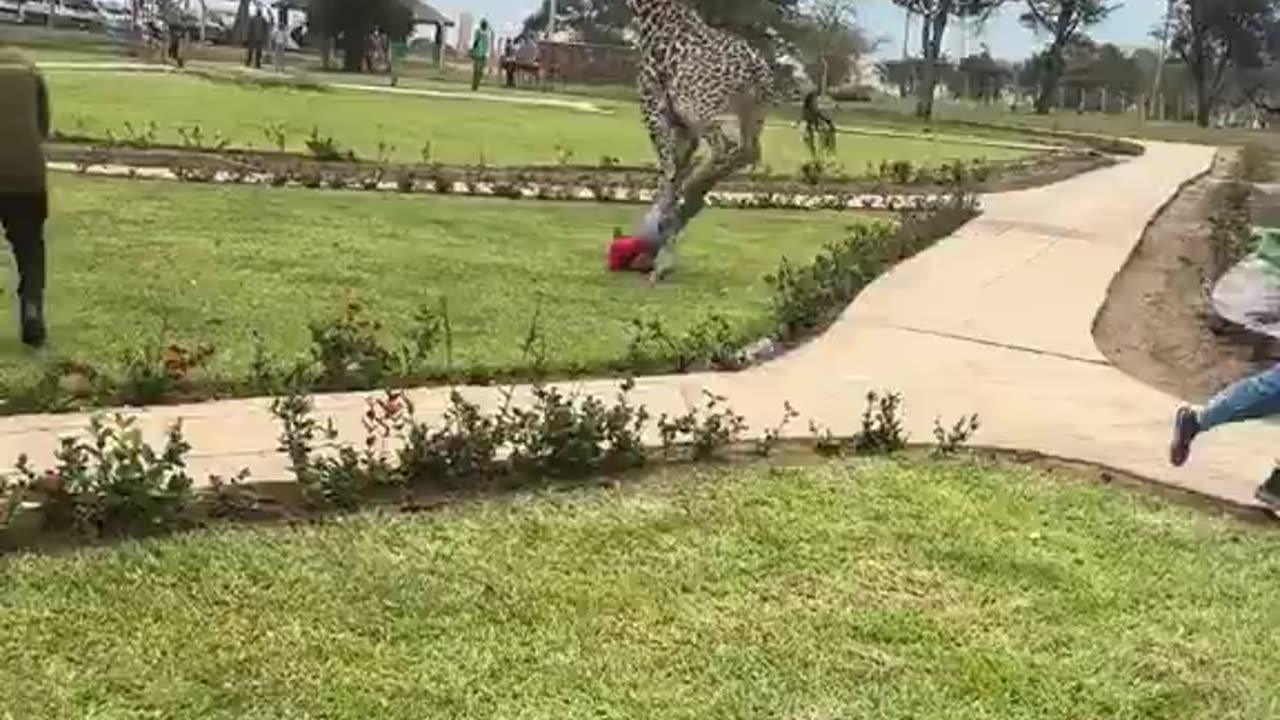 IsIamophobic giraffe.