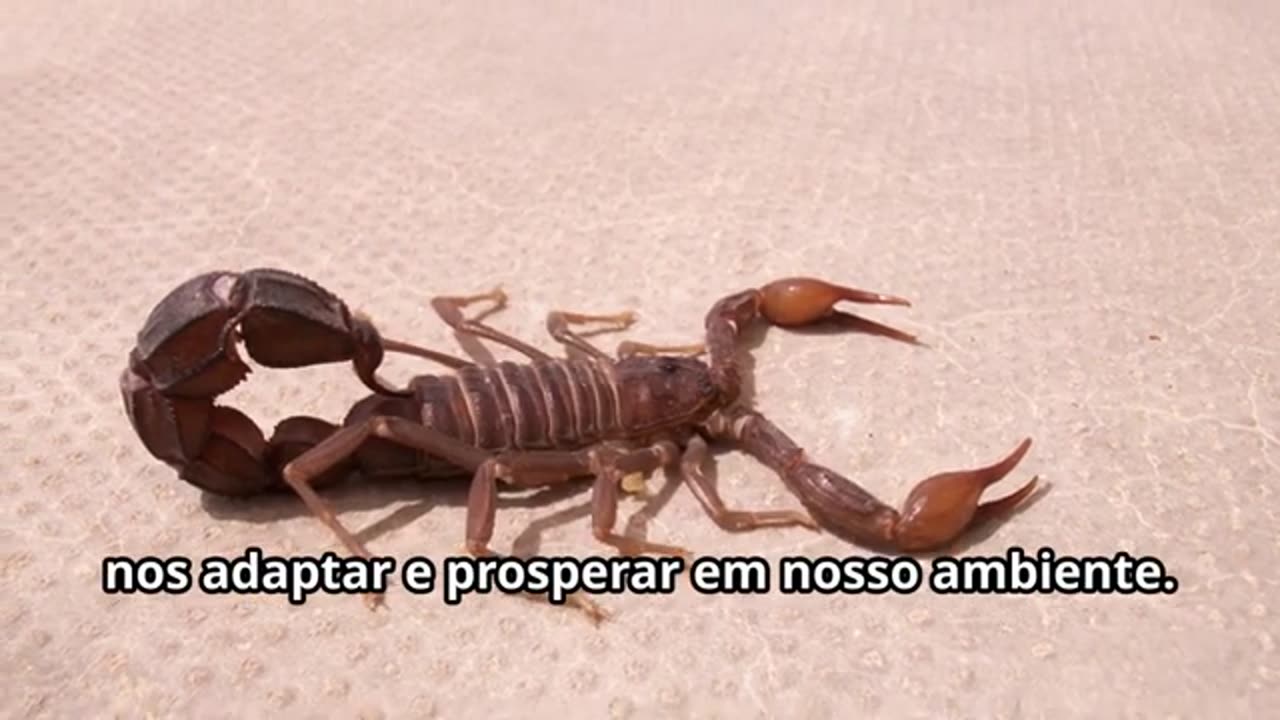 s quentes e até às florestas