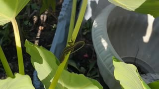 SAY HI TO LARRY THE LIZARD!