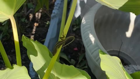SAY HI TO LARRY THE LIZARD!