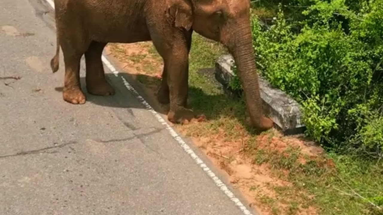 Funny animal elephant