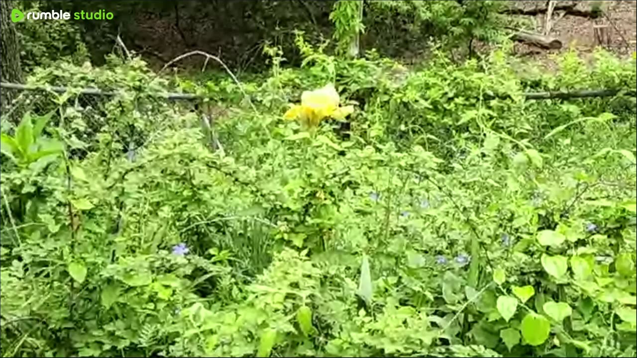 yellow iris