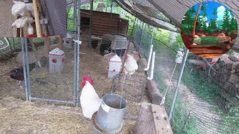 Chicken Live Stream