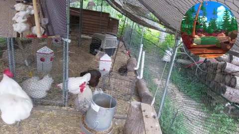 Chicken Live Stream