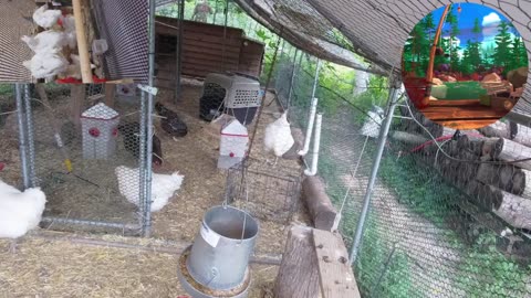 Chicken Live Stream
