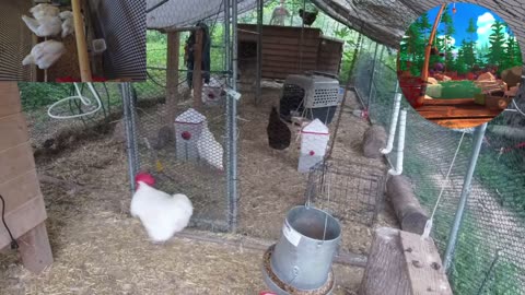 Chicken Live Stream