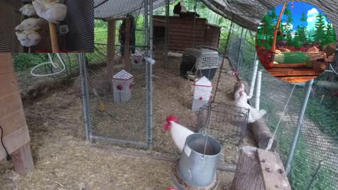 Chicken Live Stream