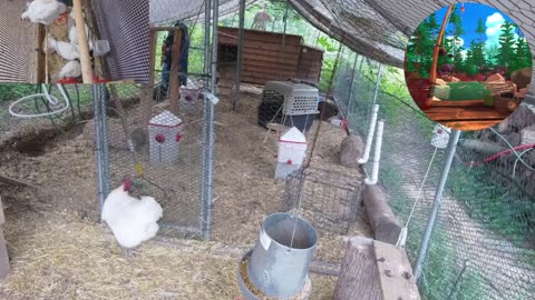 Chicken Live Stream
