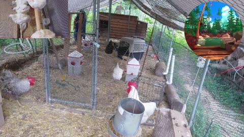 Chicken Live Stream