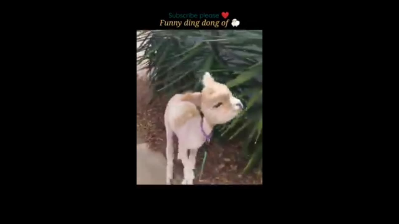 comedy video