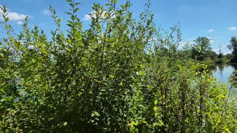 Minster King: Prophecy for Jamaica