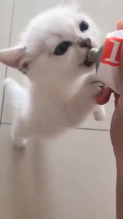 Cute Cats tutorial & Meowing Meow Kittens & Funny Meow Cat #cat #catreels #catmeow #cattoye,