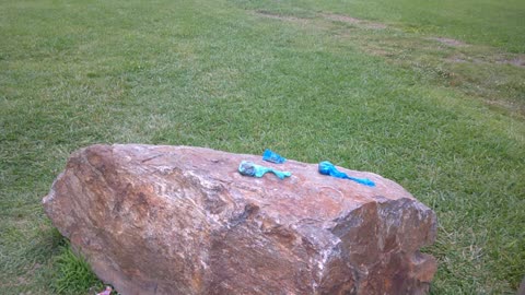 Who did this Shee-it?? BAD PET (Dog) OWNERS