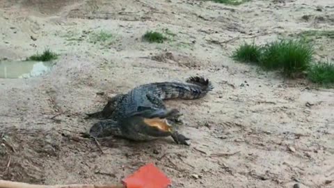 Crocodiles are afraid of shovels.