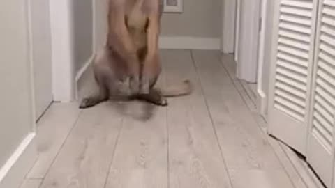 coolest dog ever