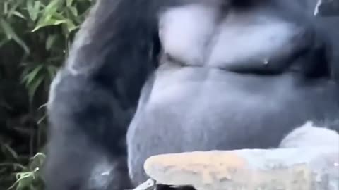 Humans vs. Gorilla Not Even Close