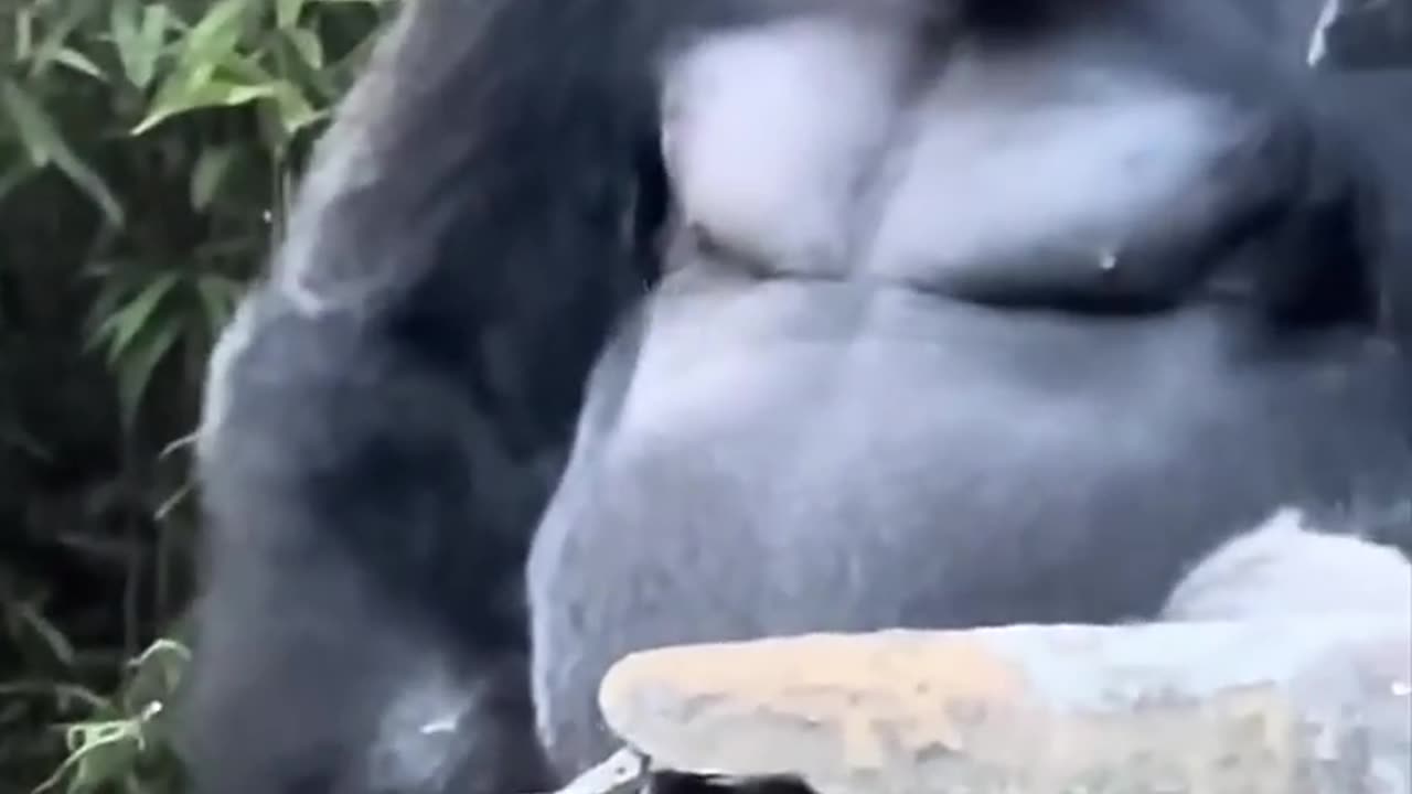 Humans vs. Gorilla Not Even Close