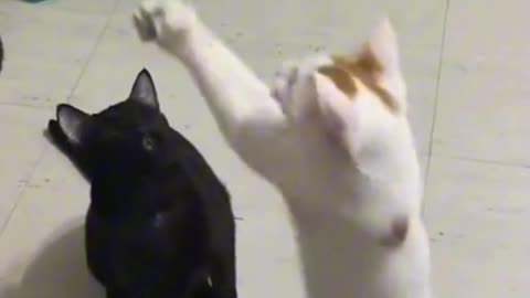 When you have two dramatic cats😹