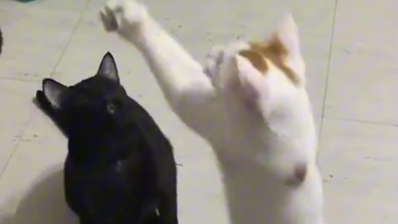 When you have two dramatic cats😹