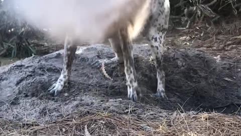 Dust Shake Off
