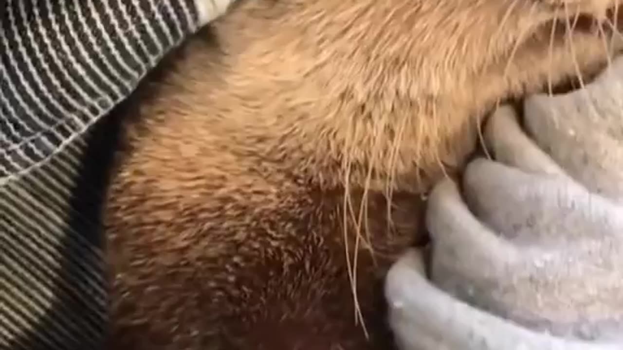Otter Core
