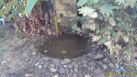 241211A___Madeira_NS-404,_new_decoration_installed_in_garden.(720p)