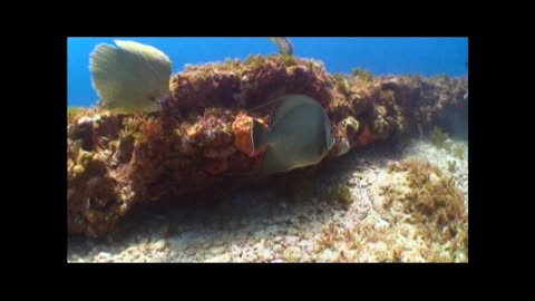 Scuba Diving at Manchones Grande Reef, Cancun | Angelfish & Coral Reef Beauty 🌊🐠