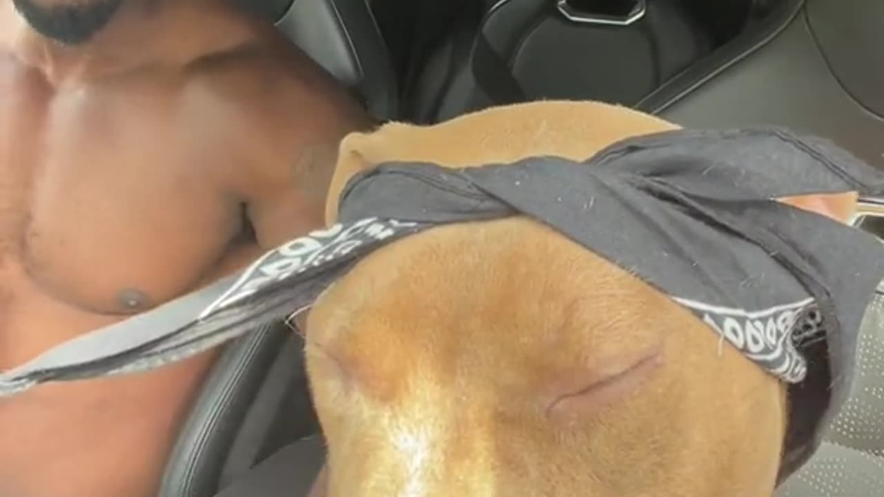 CAT AND DOG