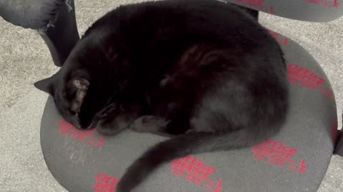 Cute Precious Piper is a Beautiful Oval Loaf - Adopting a Cat from a Shelter Vlog