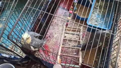 Funny Animal Videos