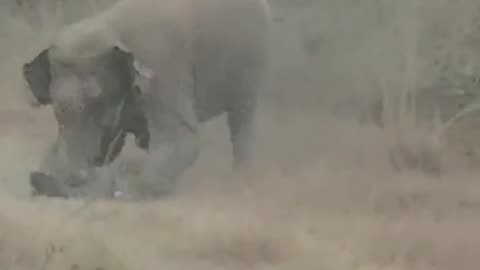 GRAPHIC VIDEO: 32-year-old man in Jharkhand, India killed by elephant while taking