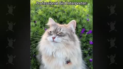 These Cats Speak English Better Than Hooman!