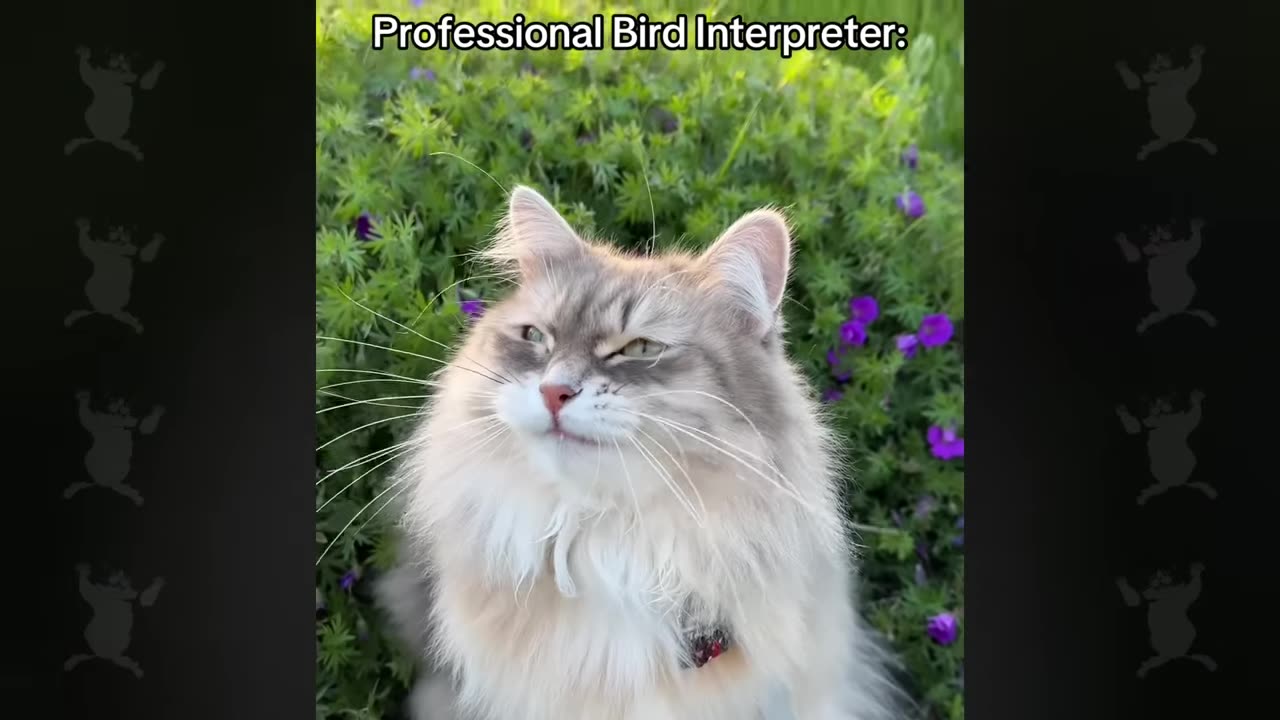 These Cats Speak English Better Than Hooman!
