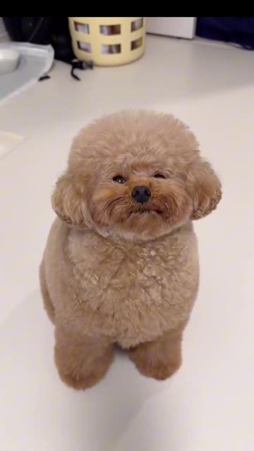 💜💜💜 I want this dog 😩😭