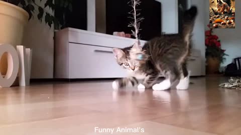 Funniest Cat's & Crazy Animals