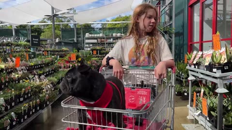 Piper the Frenchie's Epic Bunnings Haul!