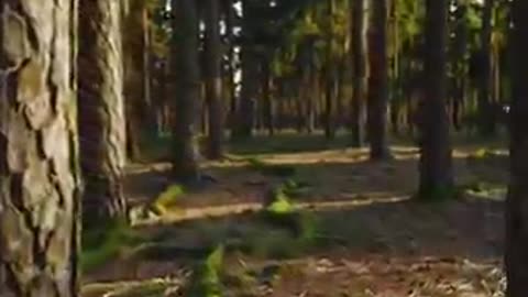 Forest_Serenity_30-Second_Relaxation_Frequency_4K_Pines_for_Sleep