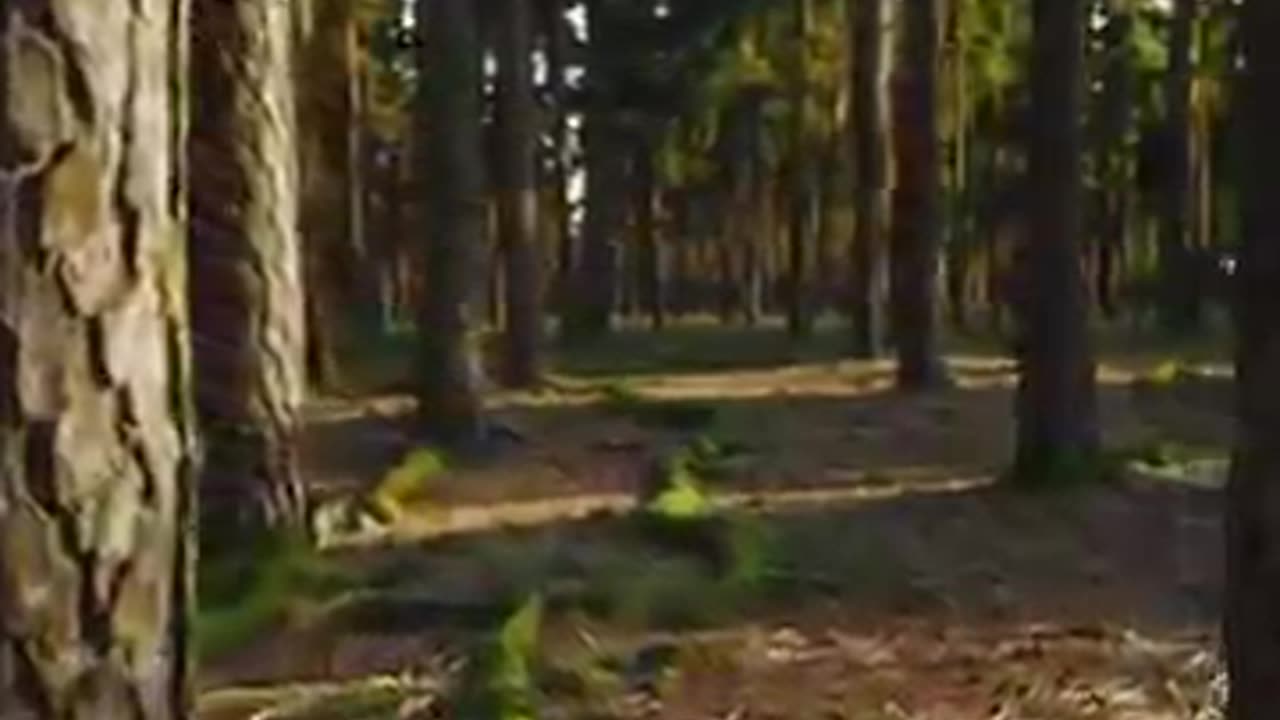 Forest_Serenity_30-Second_Relaxation_Frequency_4K_Pines_for_Sleep