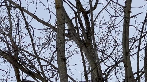 Red bellied woodpeckers are back at the park
