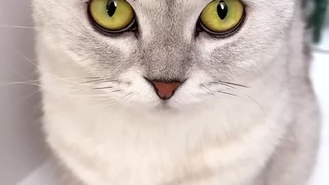 cat😂