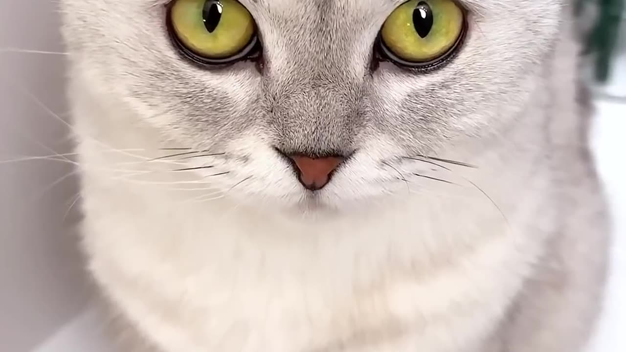 cat😂