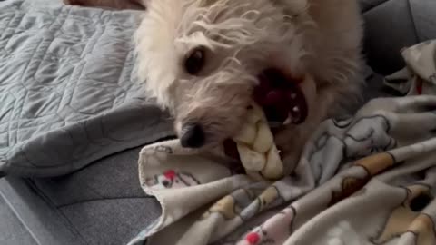 BERKELEY IS ENJOYING HIS NEW DONUT 
