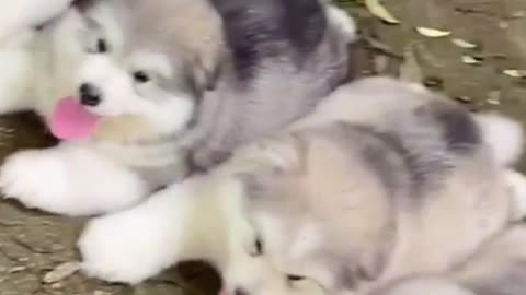 Why Are These Puppies So Happy Together?